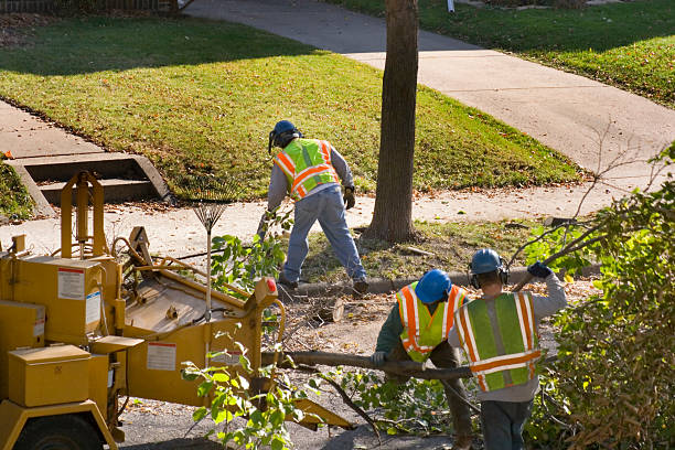 How Our Tree Care Process Works  in  Cotulla, TX